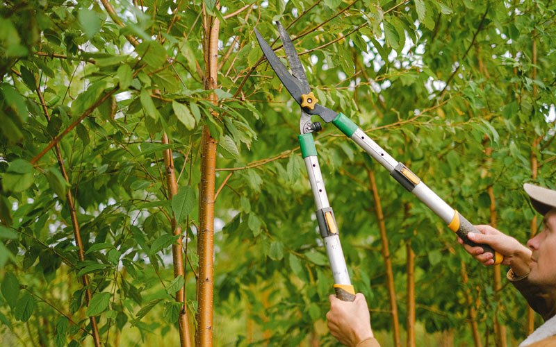 Tree trimming in Ragsdale, IN